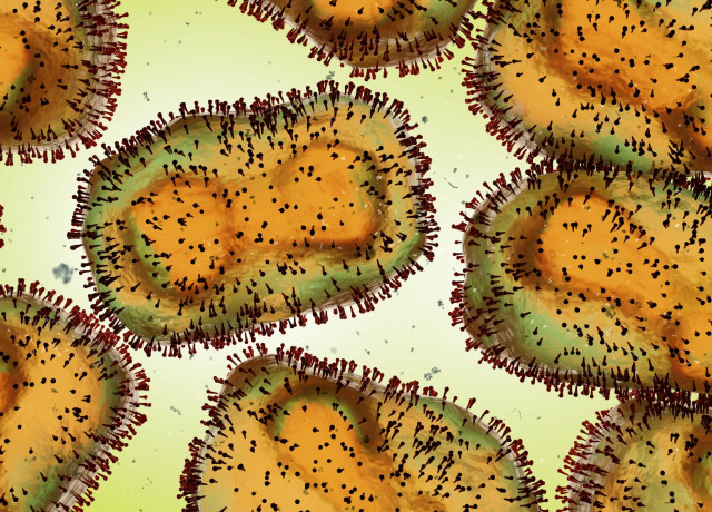 monkey-pox
